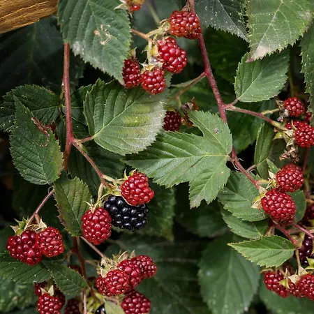 Quintal Orgânico Óbidos