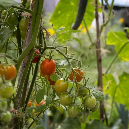 Quintal Orgânico Óbidos