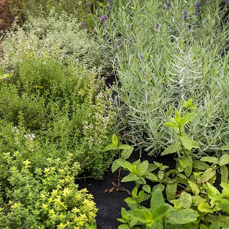 Quintal Orgânico Casa de Férias Óbidos
