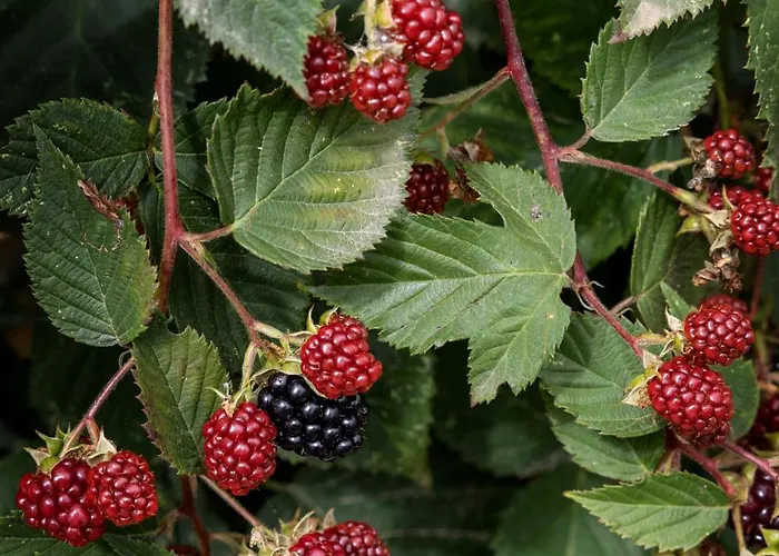 Quintal Orgânico Óbidos
