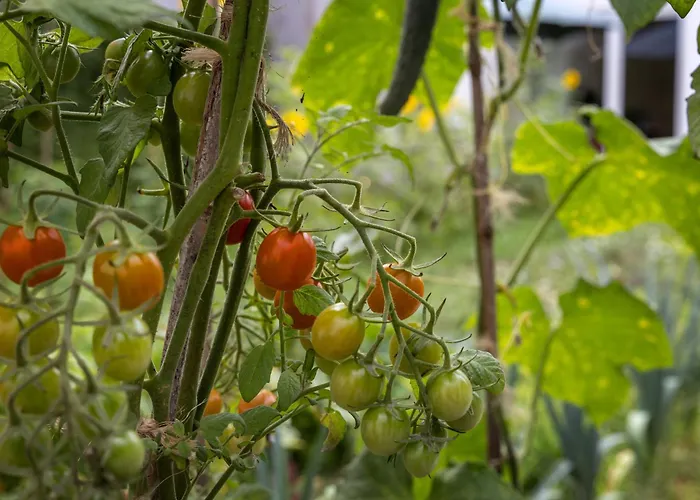 Quintal Orgânico Óbidos