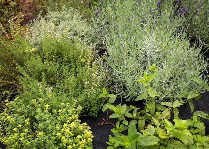 Quintal Orgânico Casa de Férias Óbidos